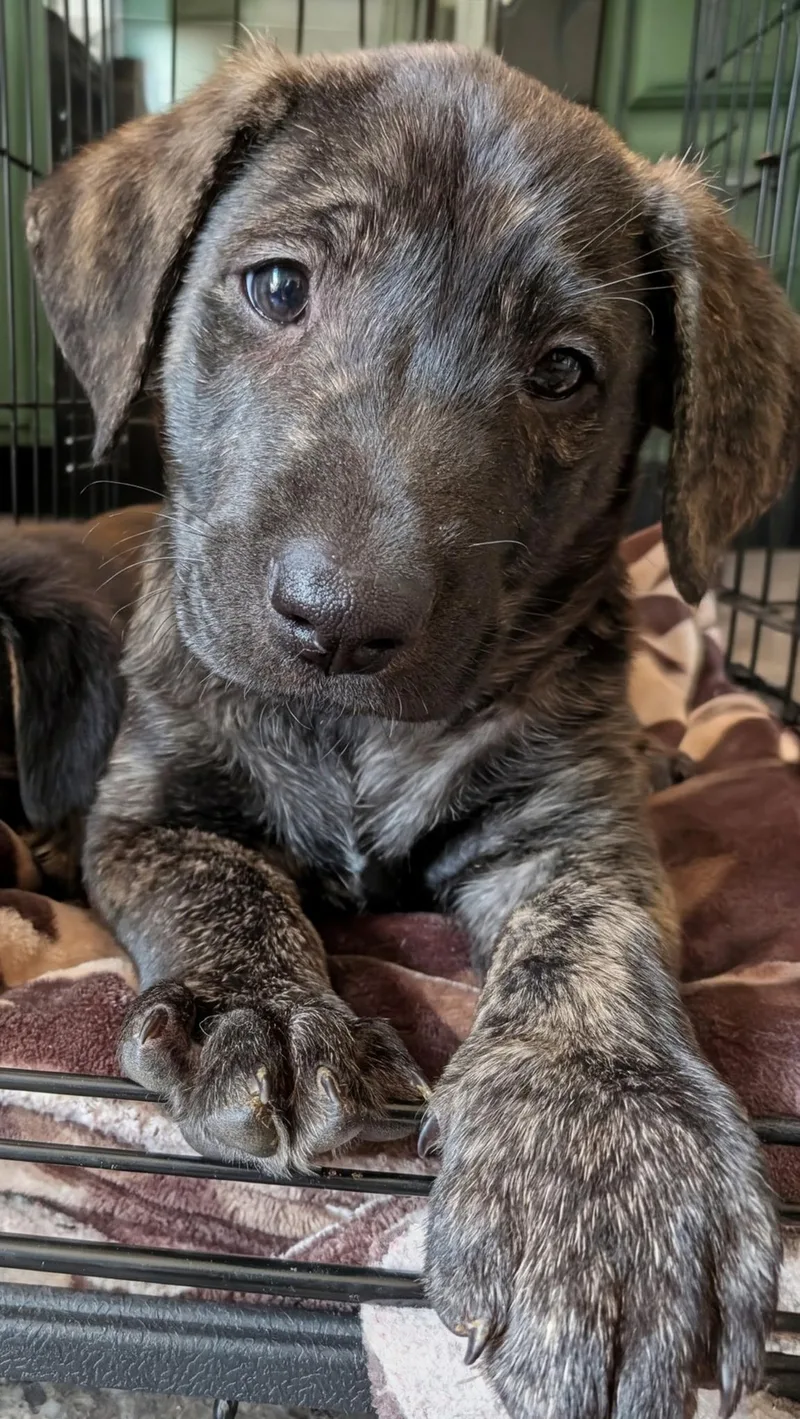 A baby medium-sized male Brindle Dutch Shepherd dog named Camden for adoption in Cincinnati, OH