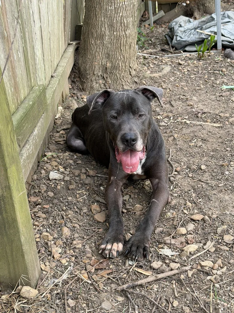 An adult large-sized male Labrador Retriever dog named Lexington for adoption in Jackson, MS