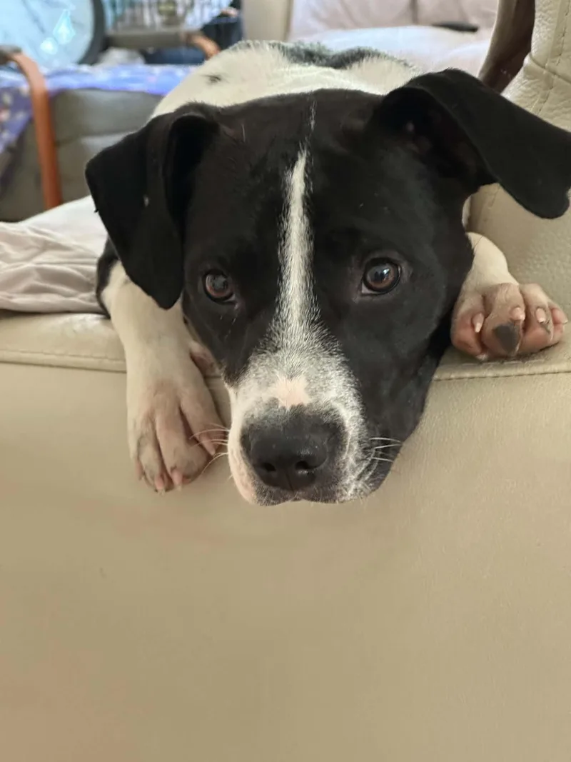 A young medium-sized female Black Collie dog named Opal for adoption in Andover, MA