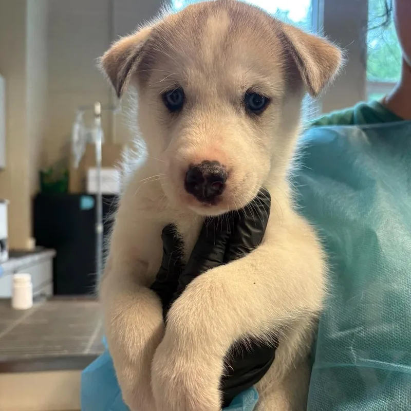 A baby small-sized female White / Cream Mixed Breed dog named Sanka for adoption in Huntington, WV