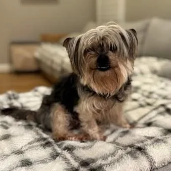 Lacey  Bonded With thumbnail 3