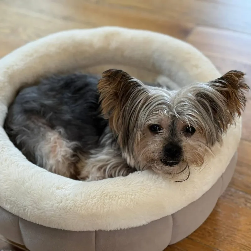 Lacey  Bonded With thumbnail 5