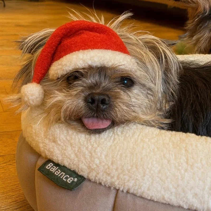 Lacey  Bonded With thumbnail 6