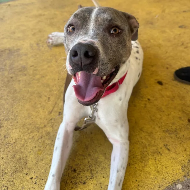 An adult medium-sized male White / Cream Mixed Breed dog named Buster for adoption in Titusville, FL