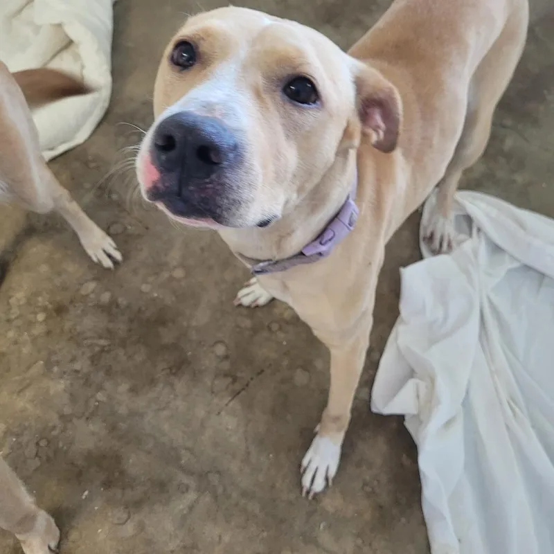 An adult small-sized female Labrador Retriever dog named Ginger for adoption in Clarksdale, MS