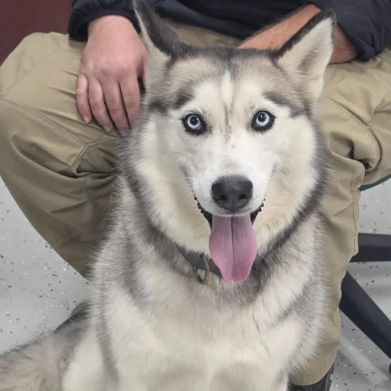 An adult small-sized female Black Siberian Husky dog named Akira for adoption in Marion, VA