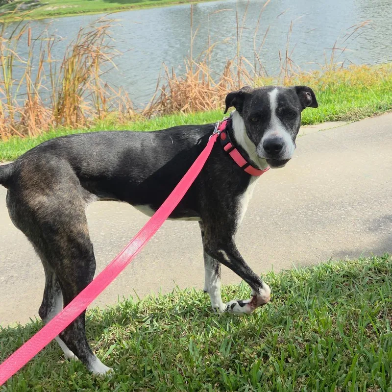 An adult medium-sized female Brindle Hound dog named Peggy for adoption in Merritt Island, FL