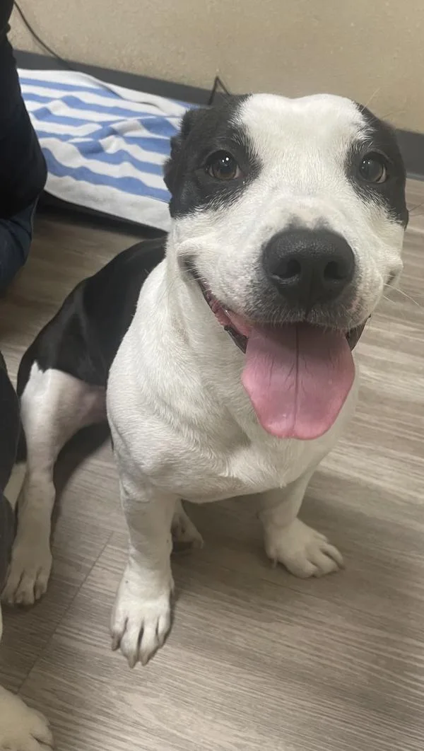 An adult medium-sized female Pit Bull Terrier dog named Caroline for adoption in Oceanside, CA