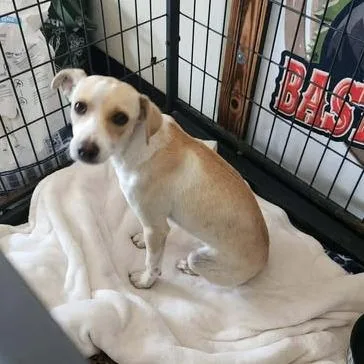 A baby small-sized female White / Cream Chihuahua dog named Ella for adoption in Bastrop, TX