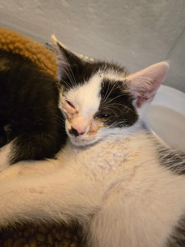 A young small-sized male Black & White / Tuxedo Domestic Short Hair cat named Citadel for adoption in Cincinnati, OH
