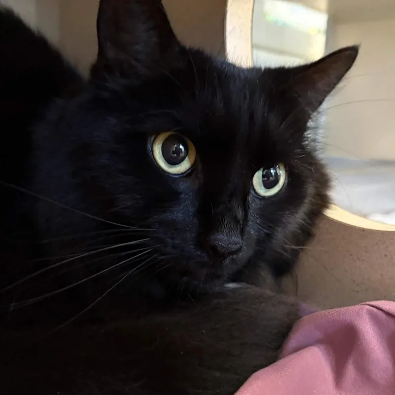 A senior medium-sized male Black Domestic Medium Hair cat named Beau for adoption in Gloucester, VA