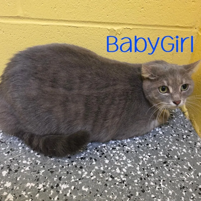 BabyGirl