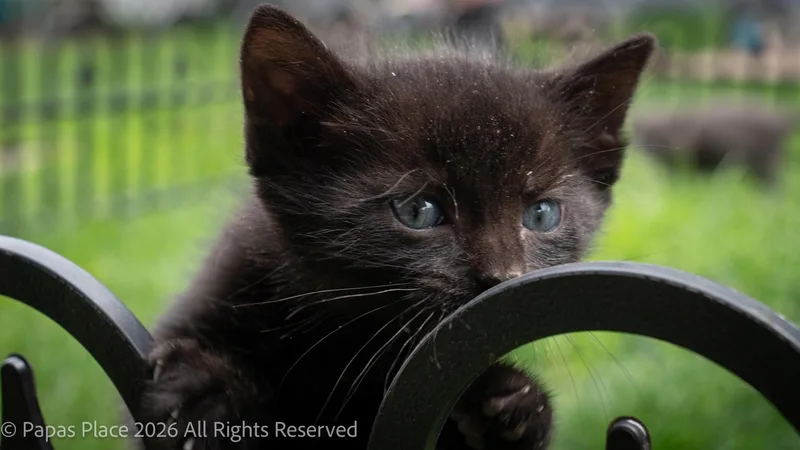 A young small-sized male Domestic Short Hair cat named Cinder for adoption in Mexico, MO