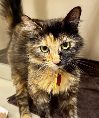 An adult medium-sized female Tortoiseshell Domestic Medium Hair cat named Katherine for adoption in Stanwood, WA