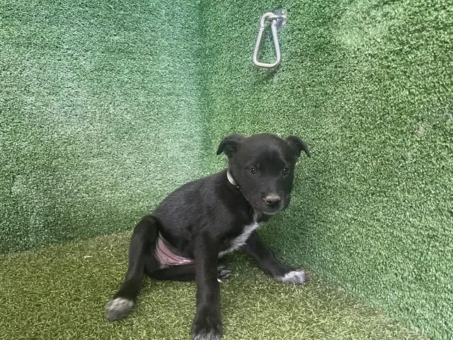 A baby medium-sized female Siberian Husky dog named Boo for adoption in Lancaster, CA