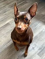 An adult small-sized male Black Miniature Pinscher dog named Uzi for adoption in Pinellas Park, FL