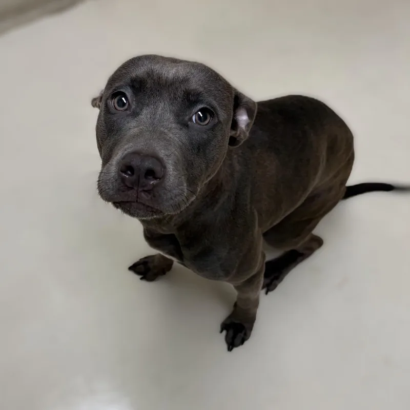 Precious