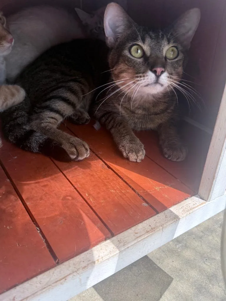 A young medium-sized male Domestic Short Hair cat named Fred for adoption in Waverly, TN