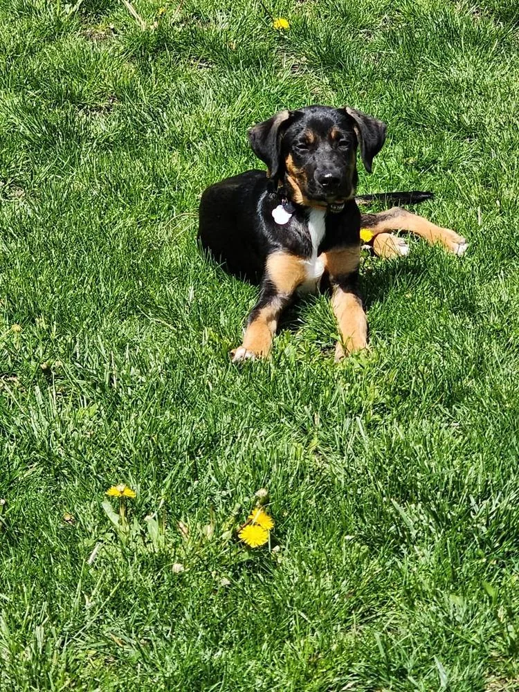 A baby medium-sized male Tricolor (Brown, Black, & White) Labrador Retriever dog named Buck for adoption in Amherst, NY
