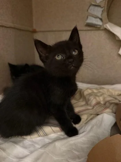 A baby small-sized female Domestic Short Hair cat named Star Anise for adoption in Washington, DC