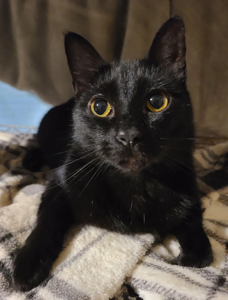 A young medium-sized female Black Domestic Short Hair cat named Poppy for adoption in Ellijay, GA