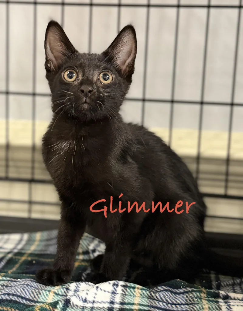 A baby medium-sized female Black Domestic Short Hair cat named Glimmer for adoption in Pawleys Island, SC