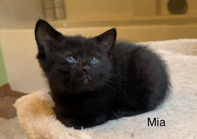 A baby medium-sized female Black Domestic Short Hair cat named Mia for adoption in Dorr, MI