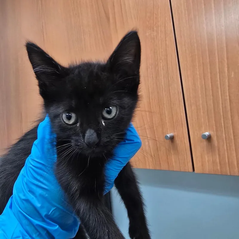A baby small-sized male Black Domestic Short Hair cat named Cauldron for adoption in Naples, FL