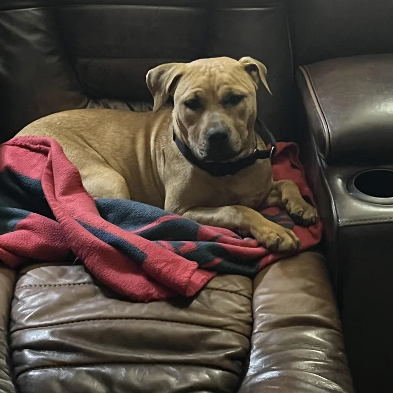 A young medium-sized female Pit Bull Terrier dog named Trix for adoption in Martinez, CA