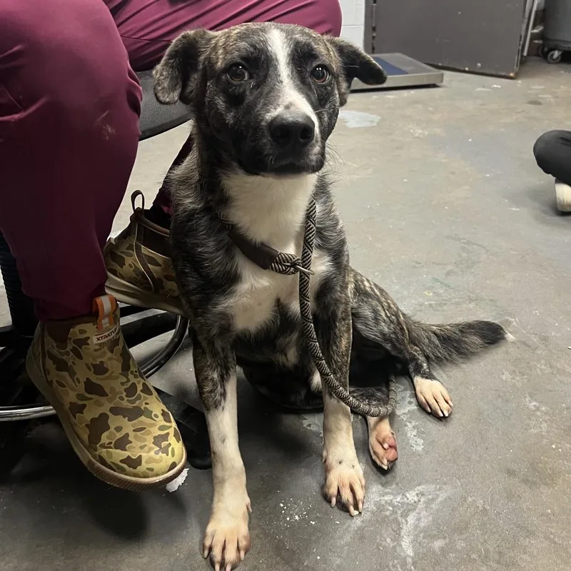 An adult medium-sized male Brindle Mixed Breed dog named Mike for adoption in Naples, FL