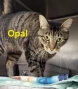 An adult medium-sized female Brown / Chocolate Domestic Short Hair cat named Opal for adoption in Moline, IL