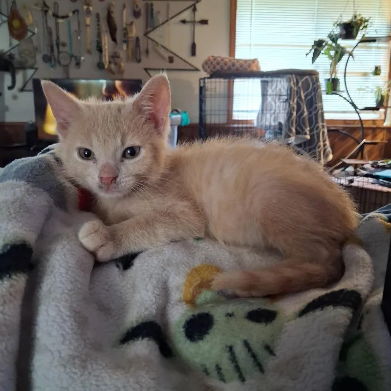 A baby small-sized female Orange / Red Domestic Short Hair cat named Dandelion for adoption in Springfield, IL