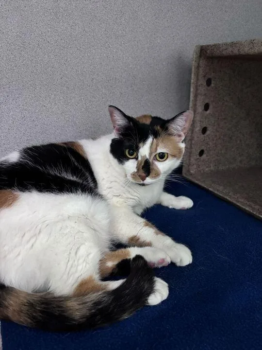 An adult small-sized female Calico Domestic Short Hair cat named Madame for adoption in Raleigh, NC