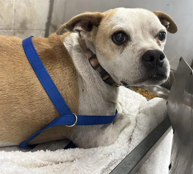 An adult small-sized female Pit Bull Terrier dog named Princess for adoption in San Bernardino, CA