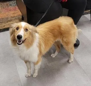 An adult medium-sized female Mixed Breed dog named Daisy for adoption in West Chester, PA