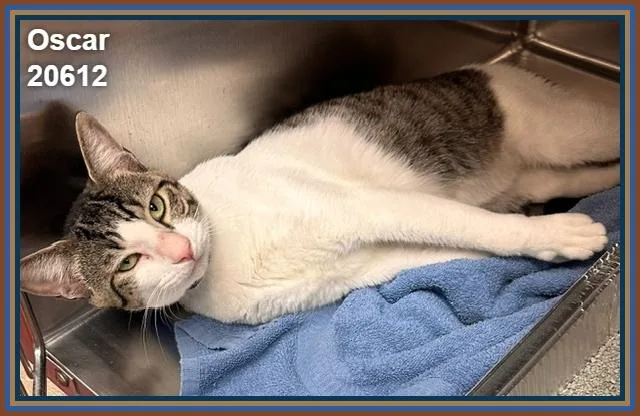 An adult medium-sized male Tabby (Brown / Chocolate) Domestic Short Hair cat named Oscar for adoption in Marietta, GA