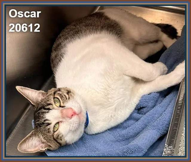 Oscar thumbnail 2