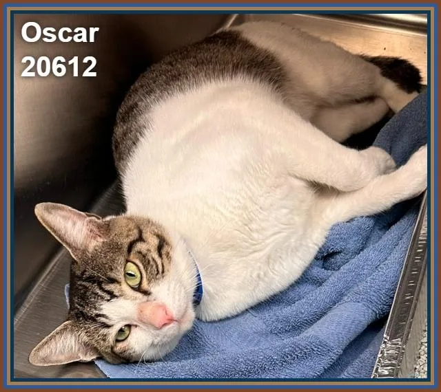 Oscar thumbnail 3