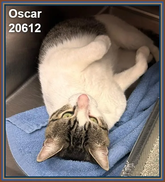 Oscar thumbnail 4