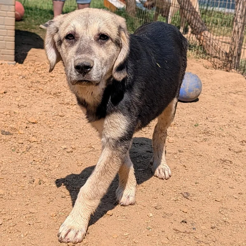 A baby large-sized female Black Great Pyrenees dog named Baylee for adoption in Tishomingo, OK