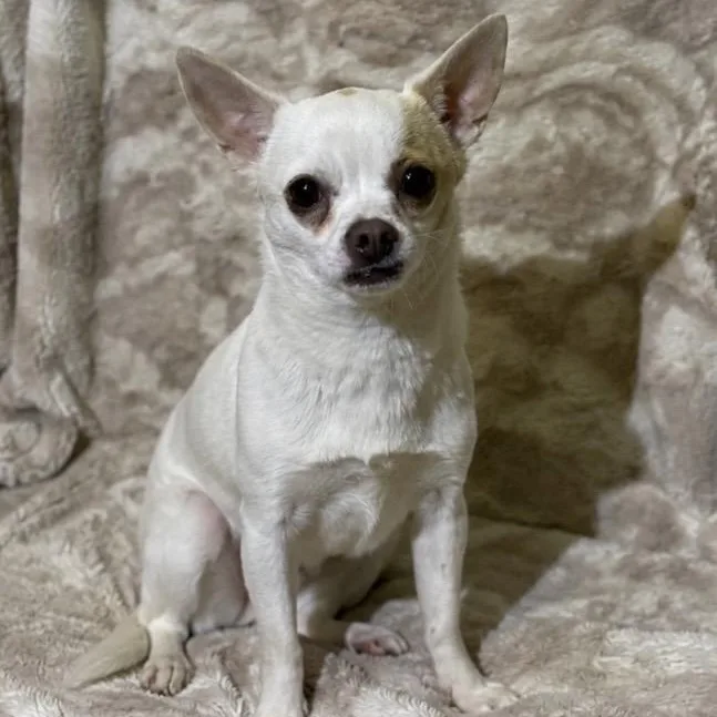 A young small-sized male White / Cream Chihuahua dog named Chance for adoption in Pelham, NH