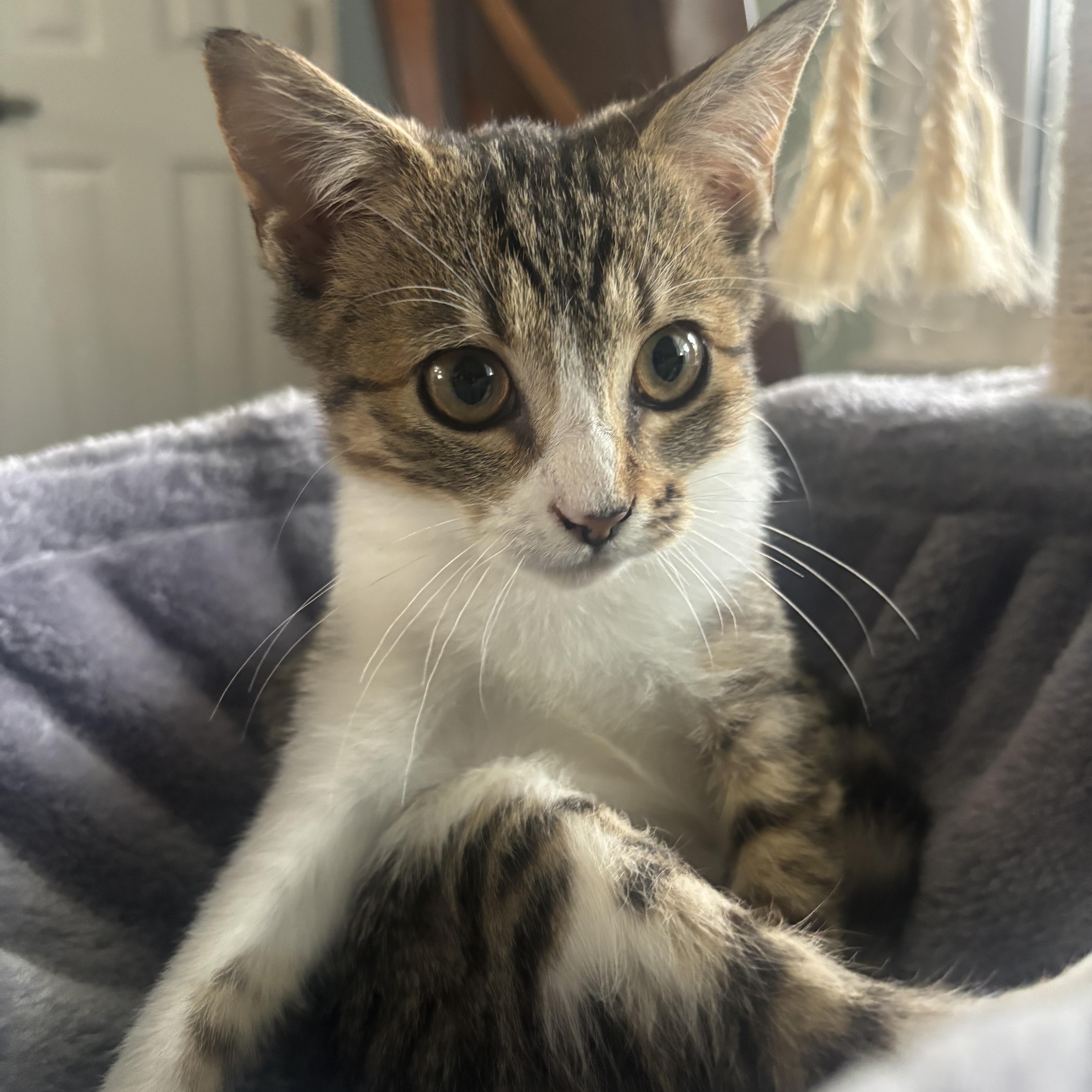 Cleopatra thumbnail 2