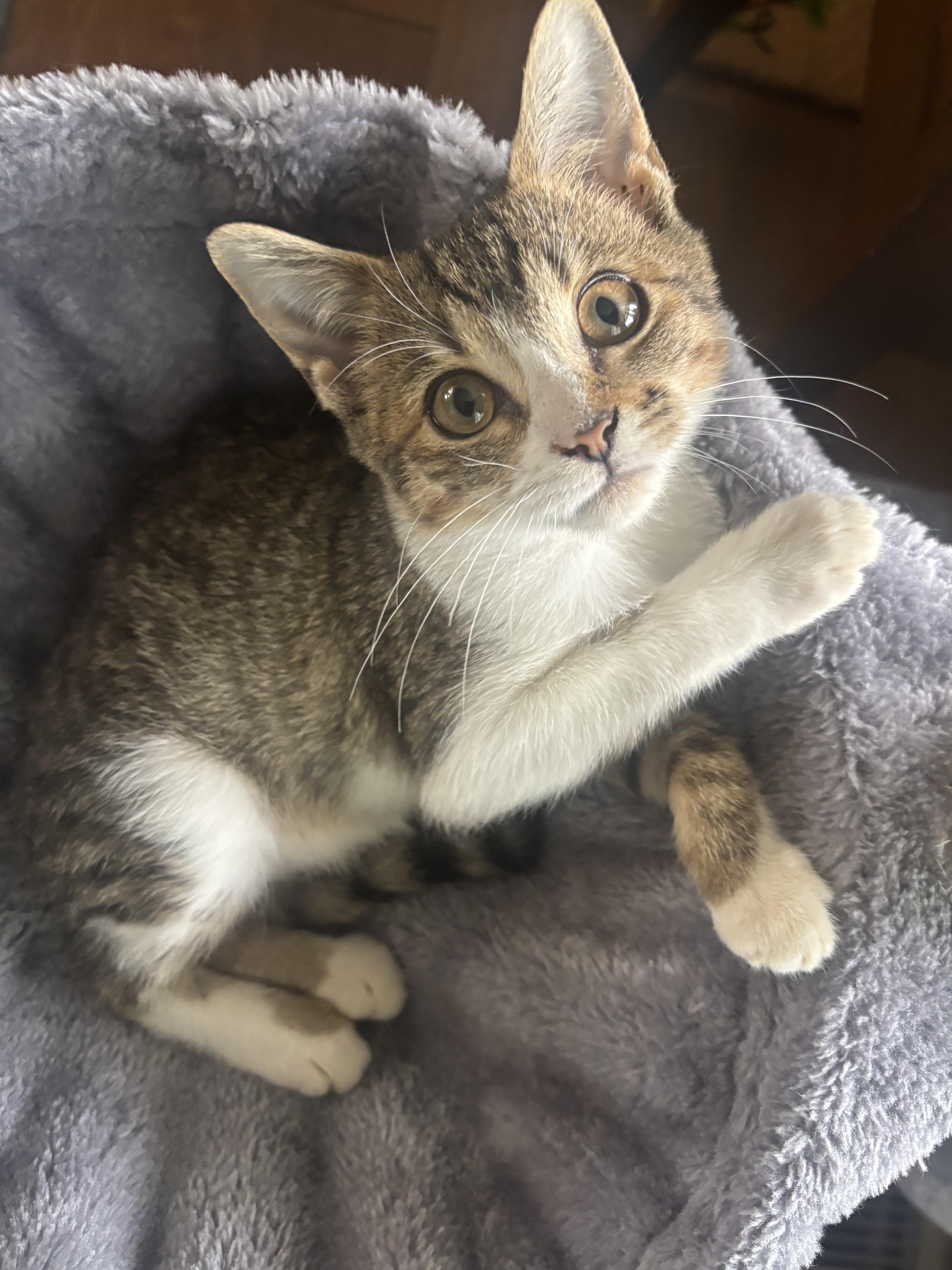 Cleopatra thumbnail 3