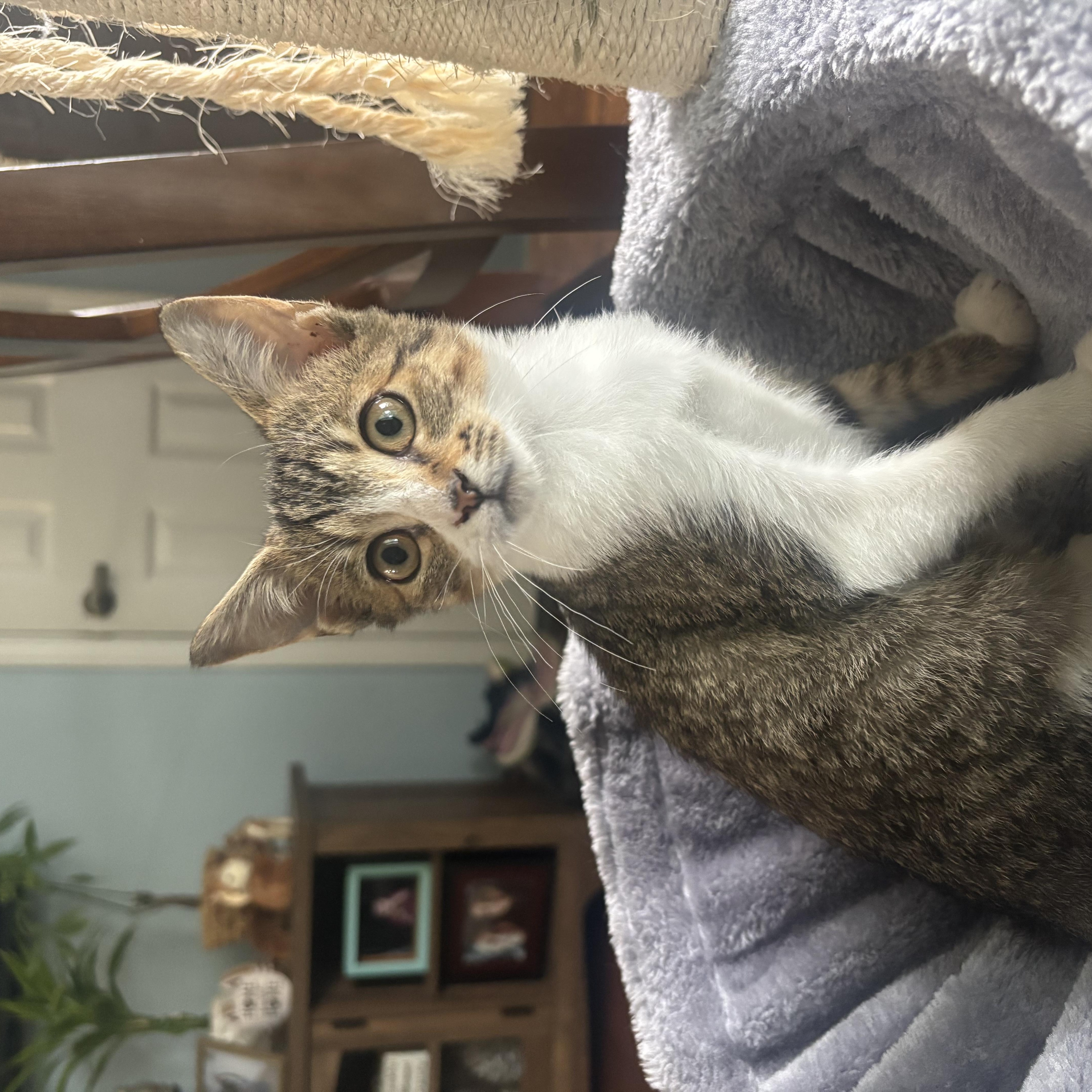 Cleopatra thumbnail 4