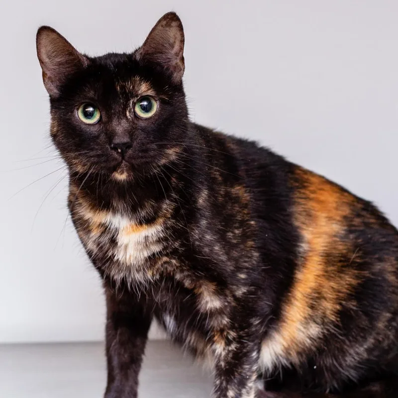 A young medium-sized female Black Domestic Short Hair cat named Rosetta for adoption in Hattiesburg, MS
