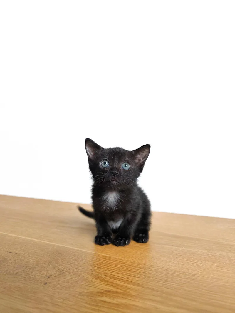 A young medium-sized female Domestic Short Hair cat named Bonnie for adoption in New Orleans, LA