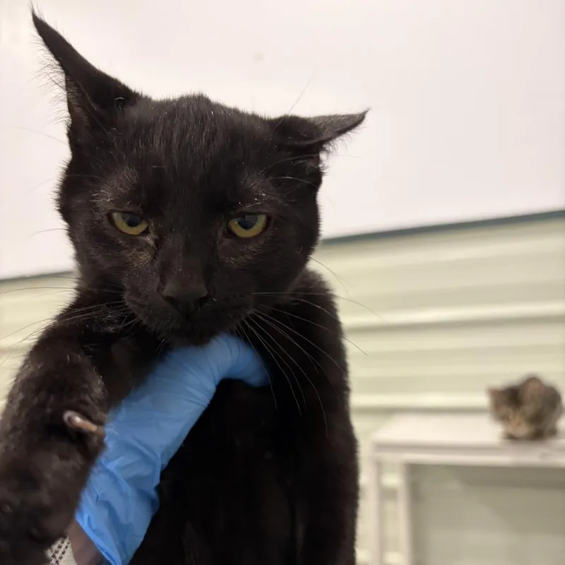 A baby small-sized female Black Domestic Short Hair cat named A Mylanta for adoption in Centralia, WA