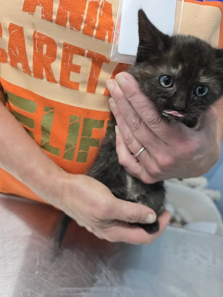 A baby small-sized female Domestic Short Hair cat named Kmart for adoption in Evansville, IN