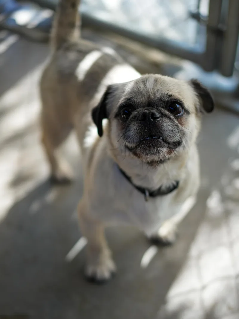A senior small-sized male Black Pug dog named Pugsley for adoption in Fresno, CA
