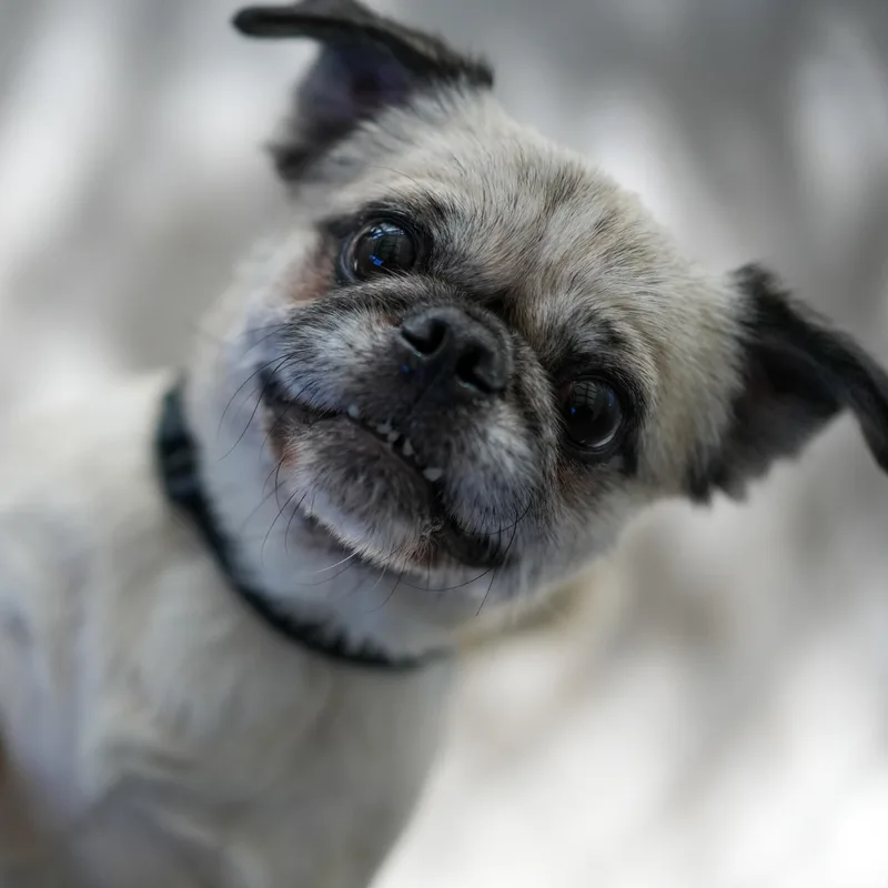 Pugsley thumbnail 2